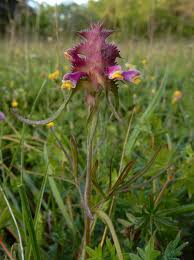 Attēlu rezultāti vaicājumam “Melampyrum cristatum”