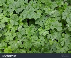 Attēlu rezultāti vaicājumam “Geranium molle”