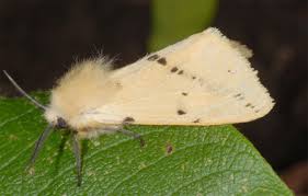 Attēlu rezultāti vaicājumam “Spilosoma lutea imago”