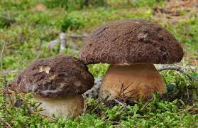 Attēlu rezultāti vaicājumam “Boletus pinophilus”