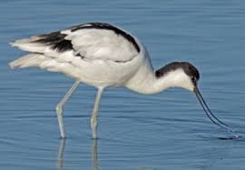 Image result for Recurvirostra avosetta