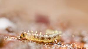 Attēlu rezultāti vaicājumam “Orthosia sp. larva”