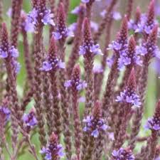 Attēlu rezultāti vaicājumam “Schoenoplectus lacustris subsp. glaucus flower”