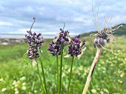 Attēlu rezultāti vaicājumam “Allium scorodoprasum leaf”