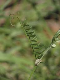 Attēlu rezultāti vaicājumam “Vicia cracca leaf”