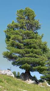 Image result for Pinus cembra