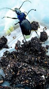 Attēlu rezultāti vaicājumam “Poecilus lepidus”