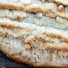 Attēlu rezultāti vaicājumam “Antrodia mellita”