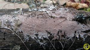 Attēlu rezultāti vaicājumam “Steccherinum fimbriatum”