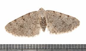 Attēlu rezultāti vaicājumam “Geometridae”