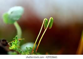 Attēlu rezultāti vaicājumam “Plagiomnium affine sporophyte”