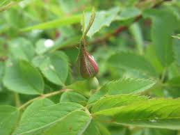 Attēlu rezultāti vaicājumam “Rosa majalis fruit”