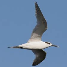 Attēlu rezultāti vaicājumam “Sterna sandvicensis adult”