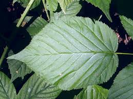 Attēlu rezultāti vaicājumam “Rubus nessensis”