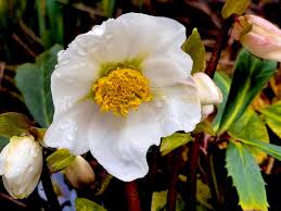 Image result for Christrose