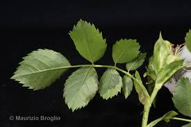 Attēlu rezultāti vaicājumam “Rosa subcanina”