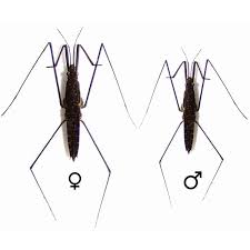 Attēlu rezultāti vaicājumam “Gerridae”