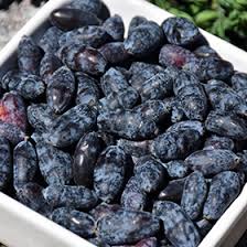 Attēlu rezultāti vaicājumam “Lonicera caerulea var. pallasii fruit”