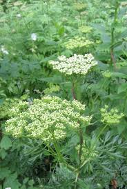 Attēlu rezultāti vaicājumam “Cenolophium denudatum”