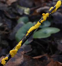 Attēlu rezultāti vaicājumam “Physarum contextum spores”