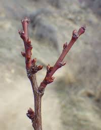 Attēlu rezultāti vaicājumam “Prunus cerasifera var. divaricata bud”