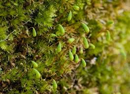 Attēlu rezultāti vaicājumam “Bryoerythrophyllum recurvirostrum sporophyte”