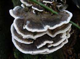 Attēlu rezultāti vaicājumam “Bjerkandera fumosa”