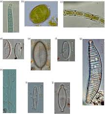 Attēlu rezultāti vaicājumam “Cyanophyta”