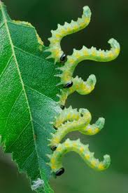 Attēlu rezultāti vaicājumam “Pristiphora maesta larva”