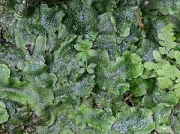 Attēlu rezultāti vaicājumam “Conocephalum salebrosum”