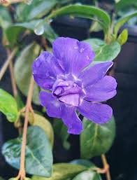 Attēlu rezultāti vaicājumam “Galium album bud”