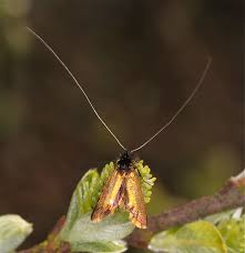 Attēlu rezultāti vaicājumam “Adela cuprella”