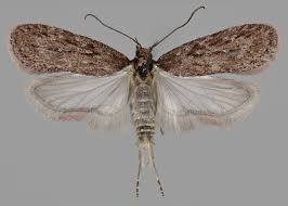 Attēlu rezultāti vaicājumam “Depressaria olerella”