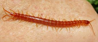 Attēlu rezultāti vaicājumam “Chilopoda”