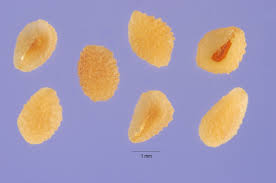 Attēlu rezultāti vaicājumam “Veronica persica fruit”