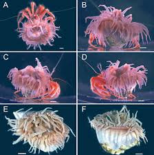 Image result for sea Anemone