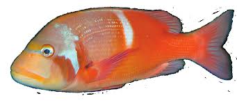 Image result for Chrysoblephus laticeps