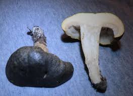 Attēlu rezultāti vaicājumam “Pistillaria sp.”