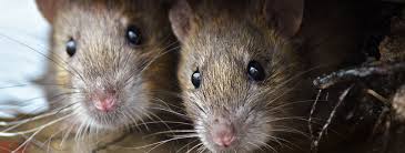 Image result for East Kilbride Wasps