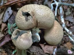 Attēlu rezultāti vaicājumam “Scleroderma citrinum”