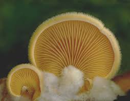 Attēlu rezultāti vaicājumam “Phyllotopsis nidulans”