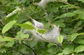 Attēlu rezultāti vaicājumam “Yponomeuta evonymella imago”