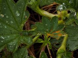 Attēlu rezultāti vaicājumam “Trachyspora intrusa”