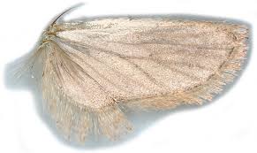 Attēlu rezultāti vaicājumam “Agonopterix ciliella”