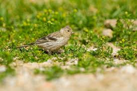 Image result for Carduelis citrinella