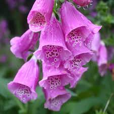 Attēlu rezultāti vaicājumam “Digitalis purpurea flower”