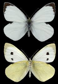 Attēlu rezultāti vaicājumam “Pieris brassicae”