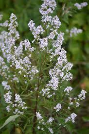 Attēlu rezultāti vaicājumam “Symphyotrichum x salignum leaf”