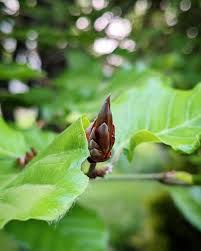 Attēlu rezultāti vaicājumam “Stachys sylvatica bud”