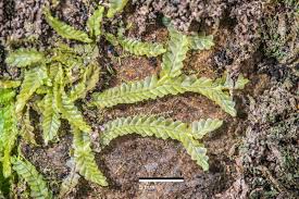 Attēlu rezultāti vaicājumam “Chiloscyphus pallescens”